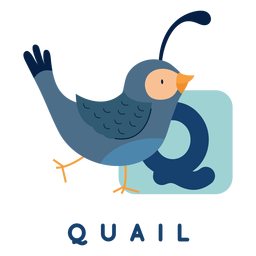 Letter q quail alphabet Letter q quail alphabet