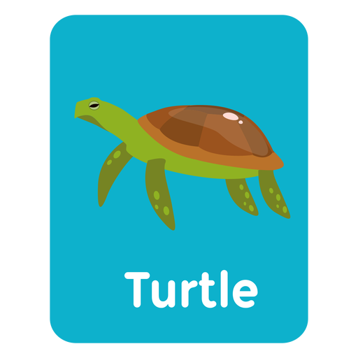 Flashcard de vocabulário de tartaruga Desenho PNG