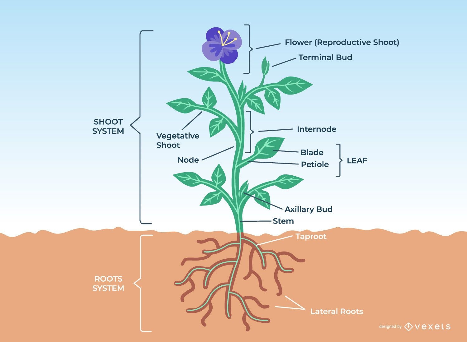 Flower Plant Anatomy Design Vector Download