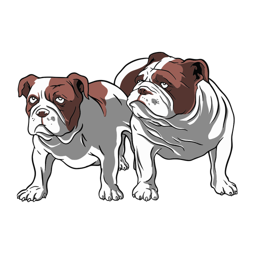 Download Bulldog Pair Illustration Transparent Png Svg Vector File PSD Mockup Templates