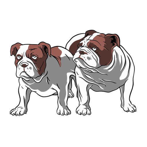 Bulldog pair illustration PNG Design