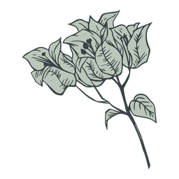 Flowers bougainvillea hand drawn PNG Design