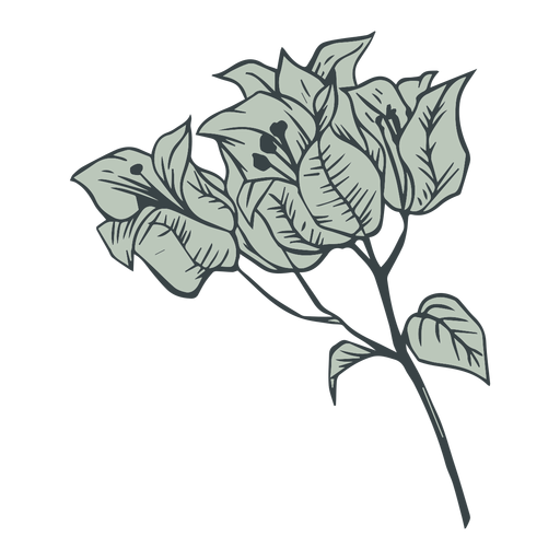 Blumen bougainvillea Hand gezeichnet PNG-Design