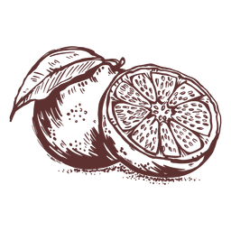 Fruits grapefruit sliced hand drawn Fruits grapefruit sliced hand drawn