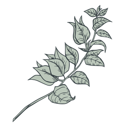 Ast lässt Hand gezeichnet PNG-Design