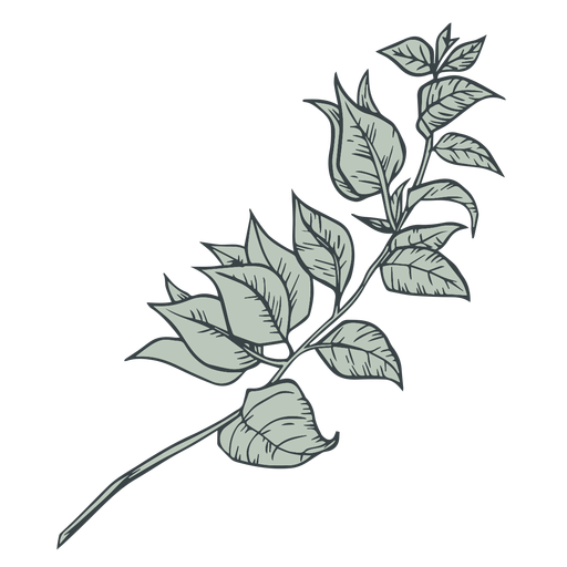 Tree branch leaves hand drawn PNG Design