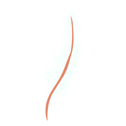 Slim feather line Transparent PNG