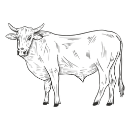 Toro animal blanco y negro Diseño PNG