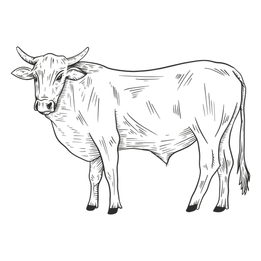 Animal touro preto e branco Desenho PNG