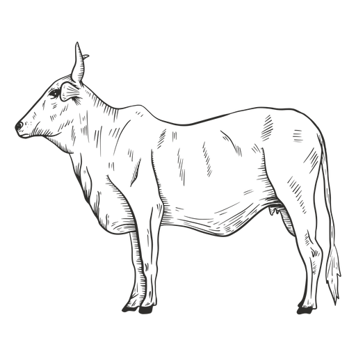 Lado do touro preto e branco Desenho PNG