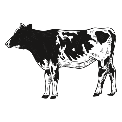 Ilustración de lado mirando vaca Diseño PNG