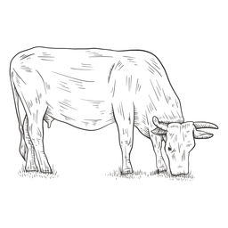 Eating Cow Black And White PNG & SVG Design For T-Shirts