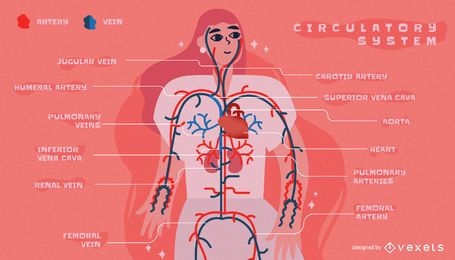 Circulatory system infographic template