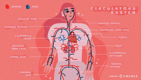 Plantilla de infografía del sistema circulatorio