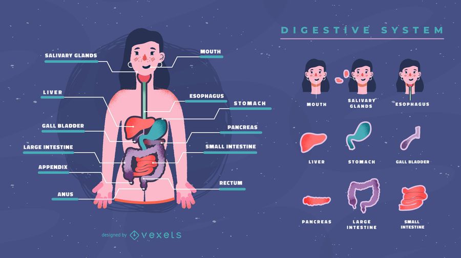 Plantilla de infografía del sistema digestivo Plantilla de infografía del sistema digestivo