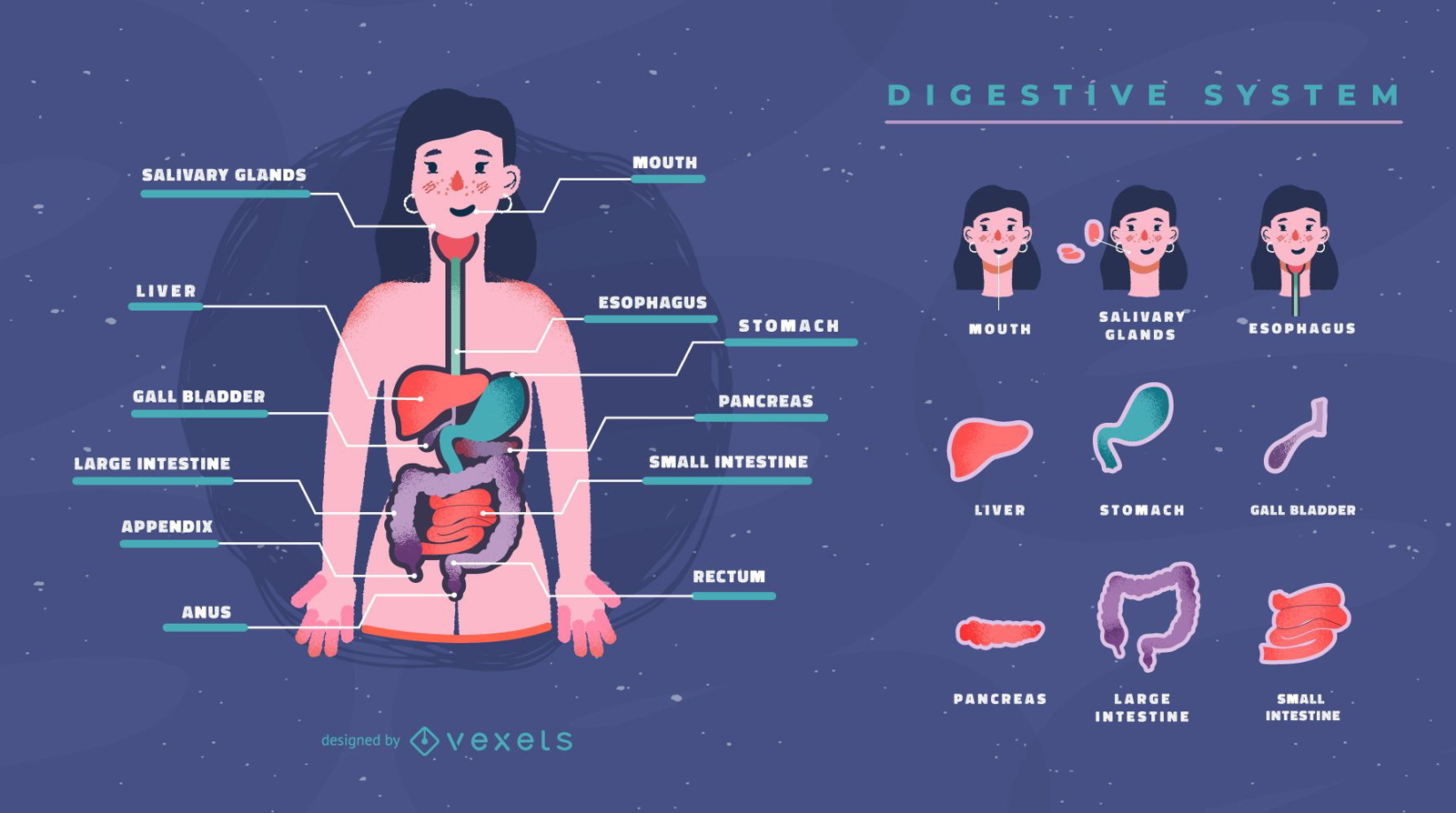 Digestive system infographic template