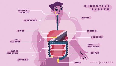 Plantilla de infografía del cuerpo del sistema digestivo Plantilla de infografía del cuerpo del sistema digestivo