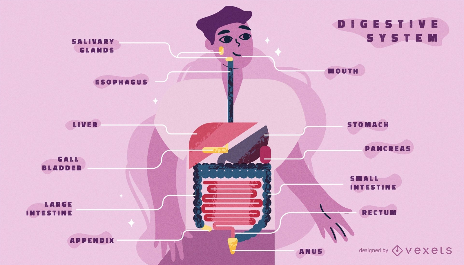 Infografik-Vorlage für den Körper des Verdauungssystems