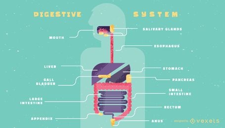 Modelo de infográfico do sistema digestivo humano