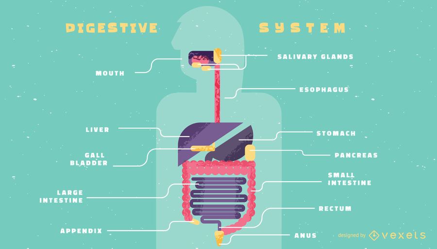 Human digestive system infographic template Human digestive system infographic template