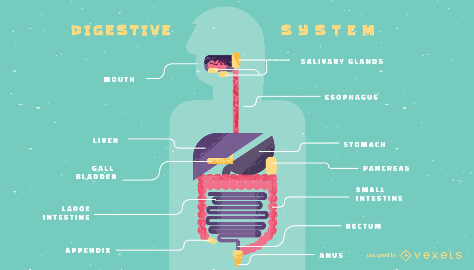 Infografik-Vorlage des menschlichen Verdauungssystems