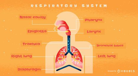 Human Respiratory System Infographic Template Vector Download