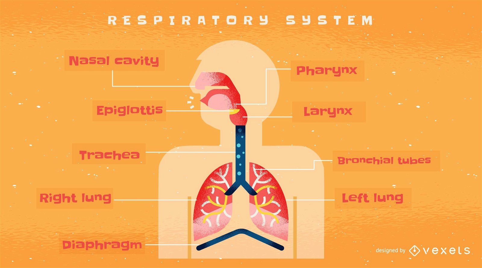 Infografik-Vorlage für das menschliche Atmungssystem