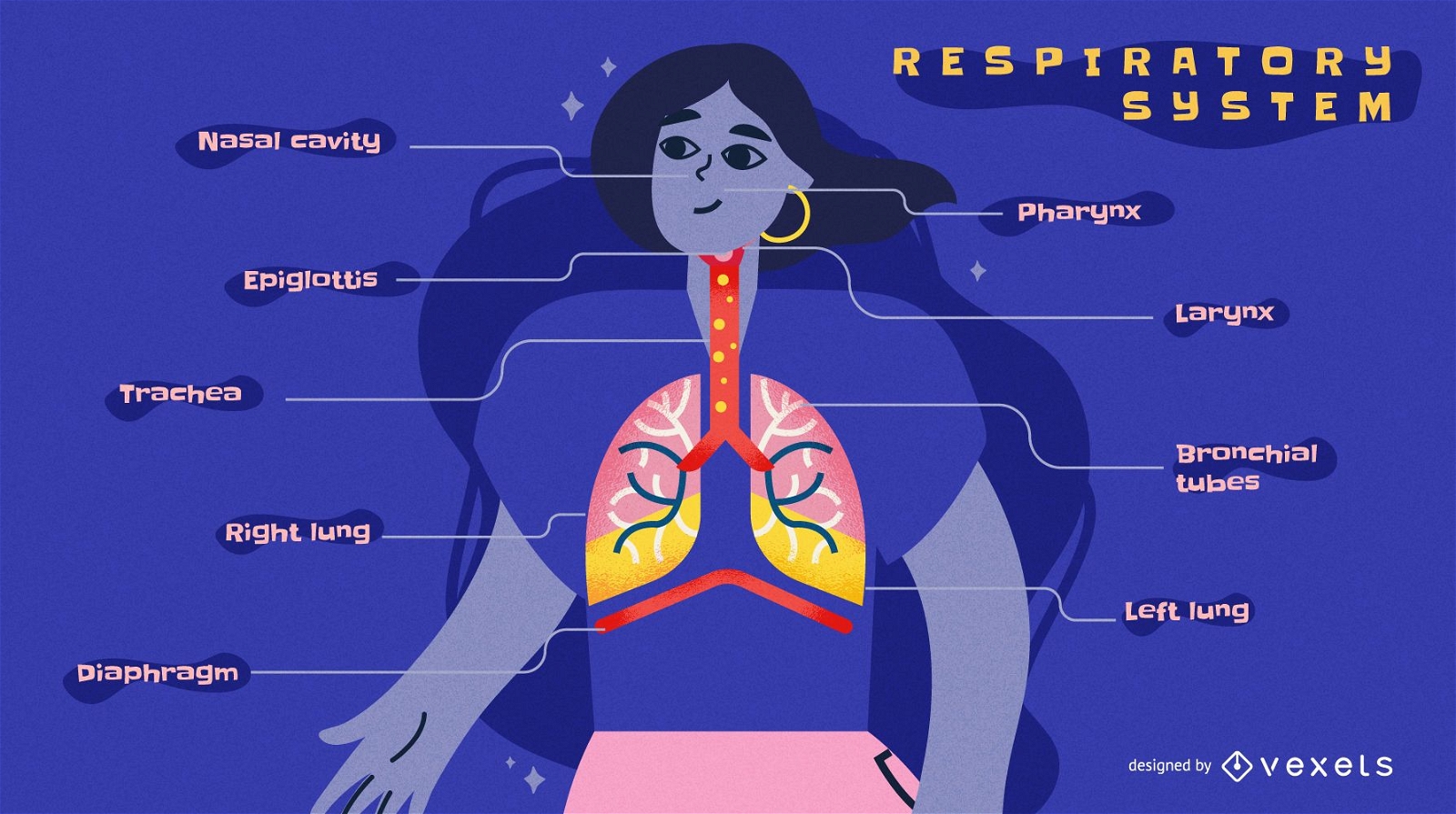 Infografik-Vorlage für Atemwege