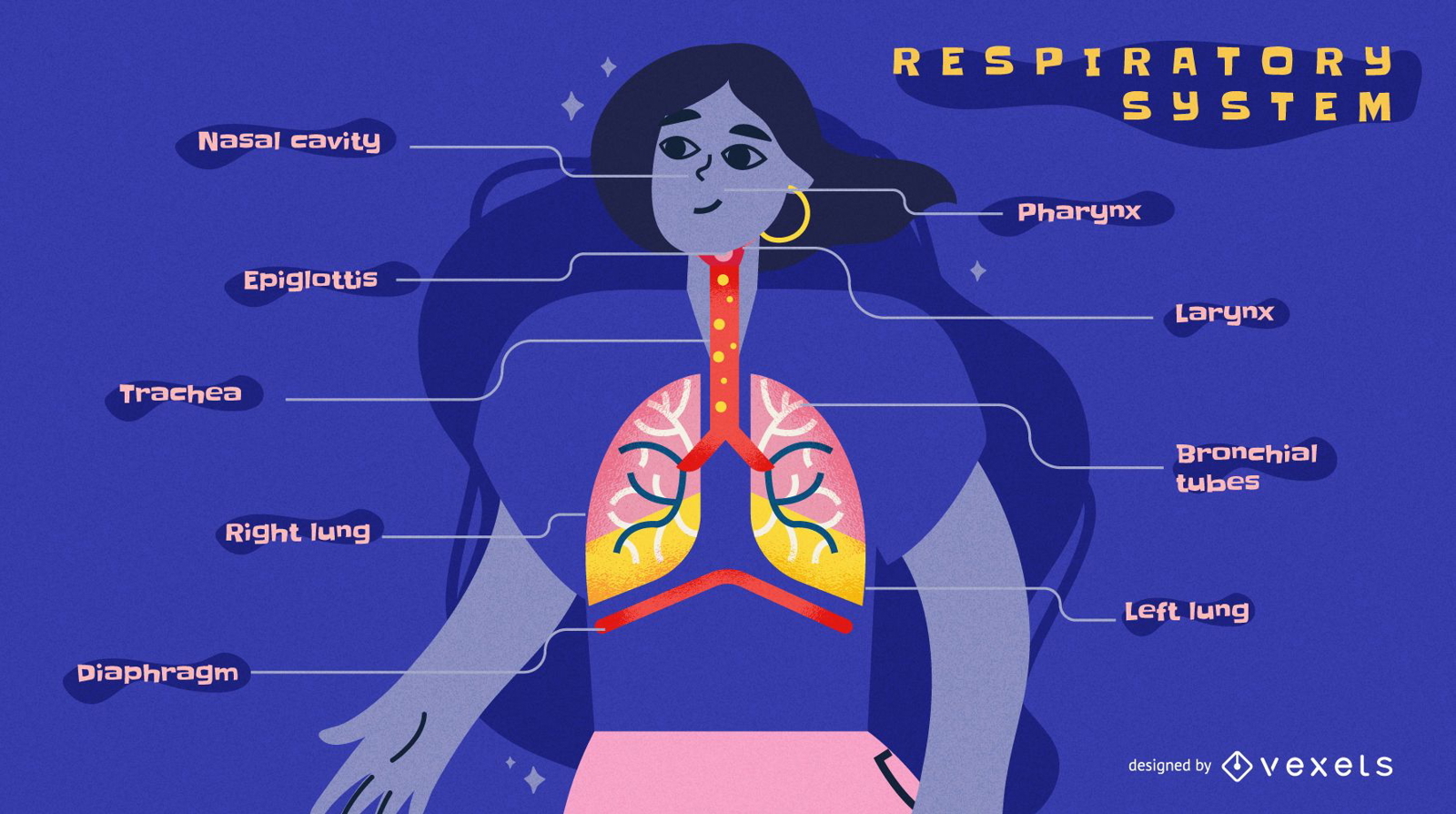 Respiratory system infographic template