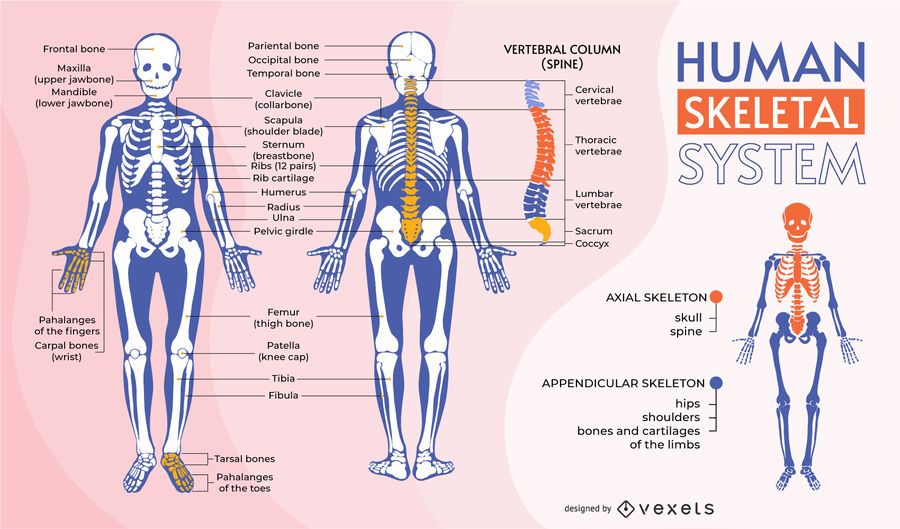 Human Skeletal System Infographic Template - Vector Download