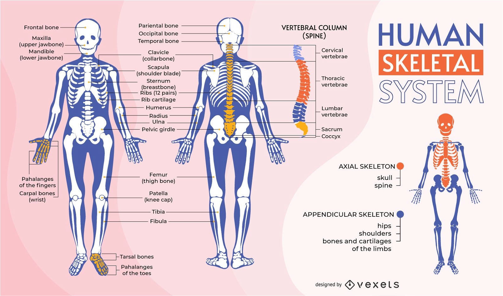 Human skeletal system infographic template
