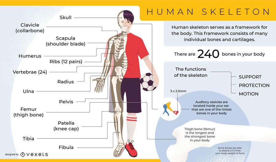 Human skeleton infographic template Human skeleton infographic template