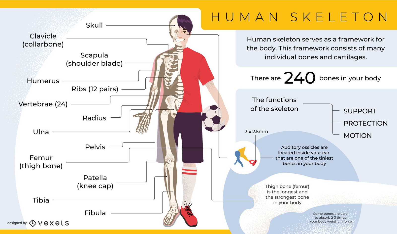 Human skeleton infographic template