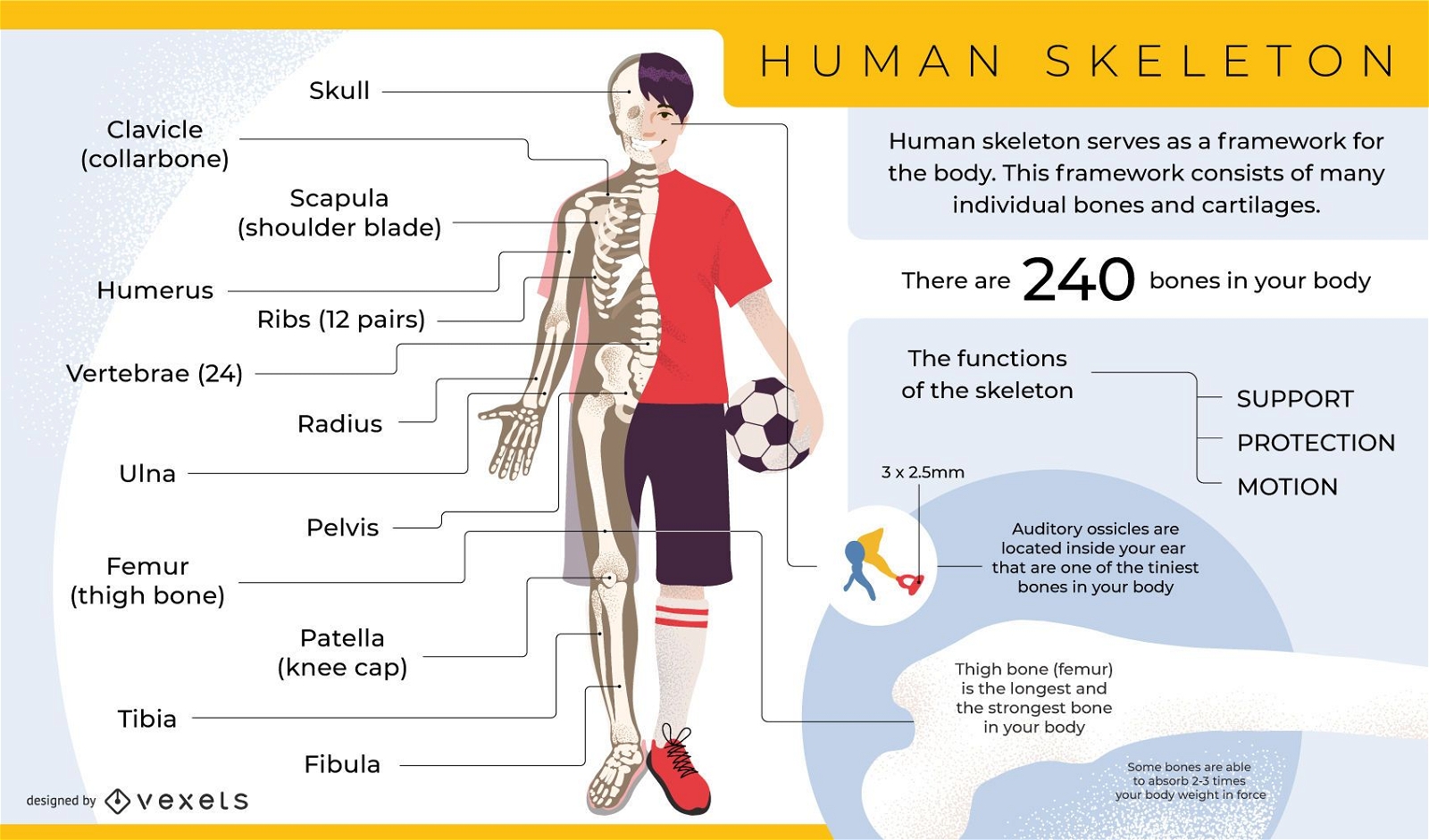 Modelo de infográfico de esqueleto humano