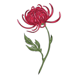 Ilustración detallada de flor de crisantemo Diseño PNG