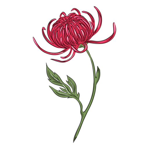 Ilustração detalhada da flor do crisântemo Desenho PNG