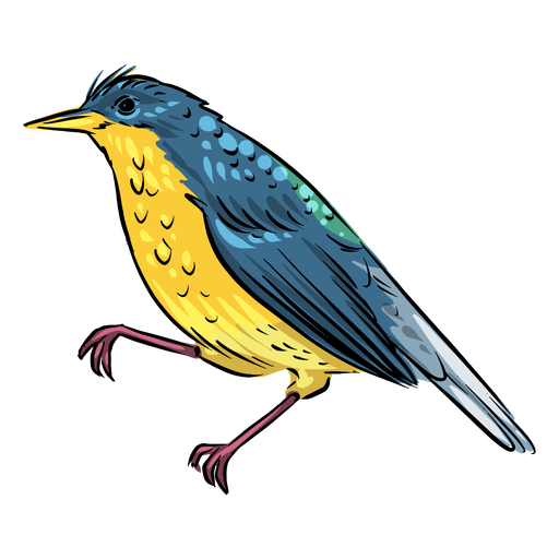 Blauer gelber Fliegenfängervogel PNG-Design