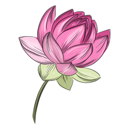Flor de lótus rosa chinesa Desenho PNG