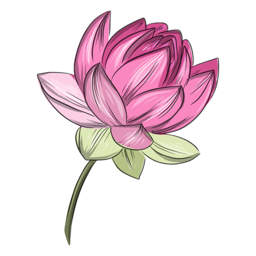Flor de loto rosa china Diseño PNG