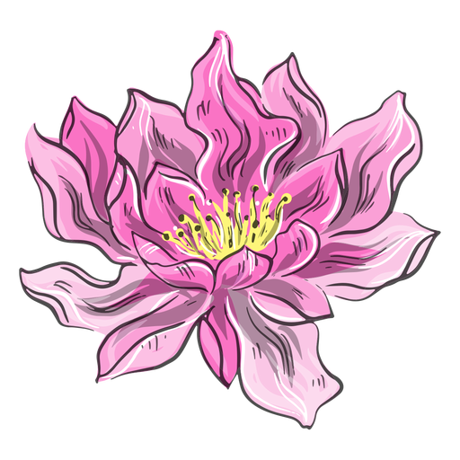 Chinese pink flower hand drawn