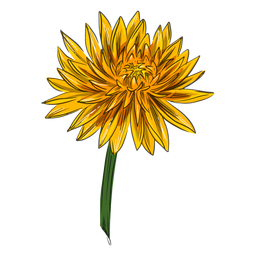 Crysanthemum Flower Yellow PNG & SVG Design For T-Shirts