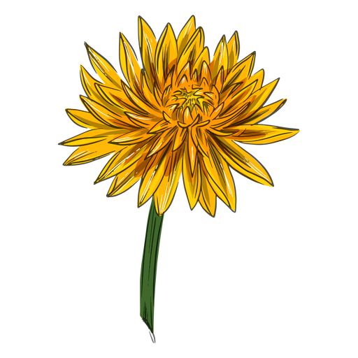 Crysanthemum flor amarela Desenho PNG