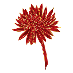 Crysanthemum simple flower PNG Design