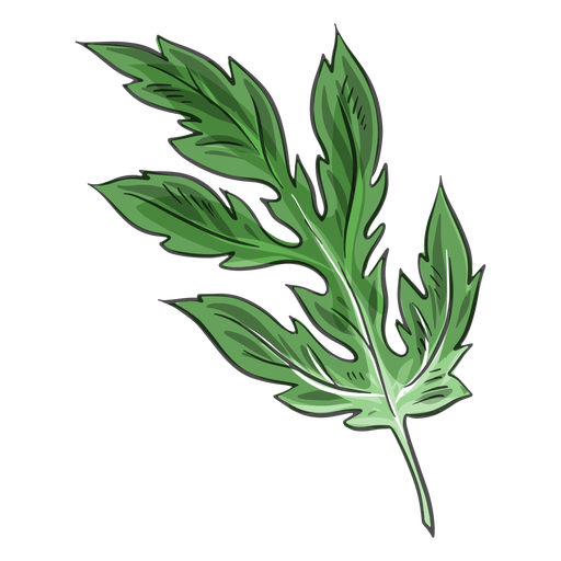 Folha verde de crisântemo chinês Desenho PNG
