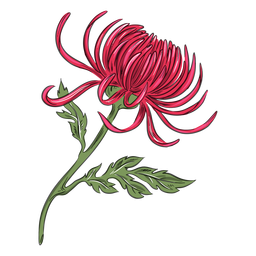 Linda flor vermelha de crisântemo Desenho PNG