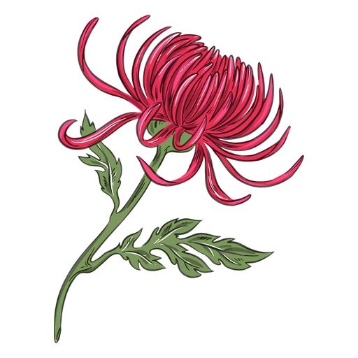 Bonita flor de crisantemo rojo Diseño PNG