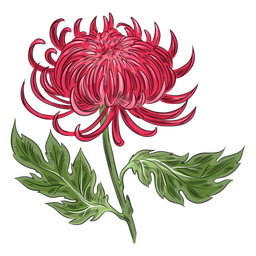 Red Crysanthemum Flower Beautiful PNG & SVG Design For T-Shirts