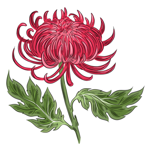 Flor de crisântemo vermelho linda Desenho PNG