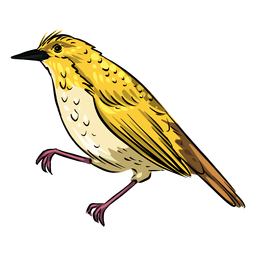Vista lateral pájaro papamoscas amarillo Diseño PNG