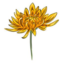 Yellow Crysanthemum Flower PNG & SVG Design For T-Shirts